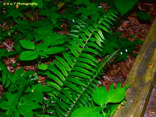 {Homalosorus pycnocarpos}